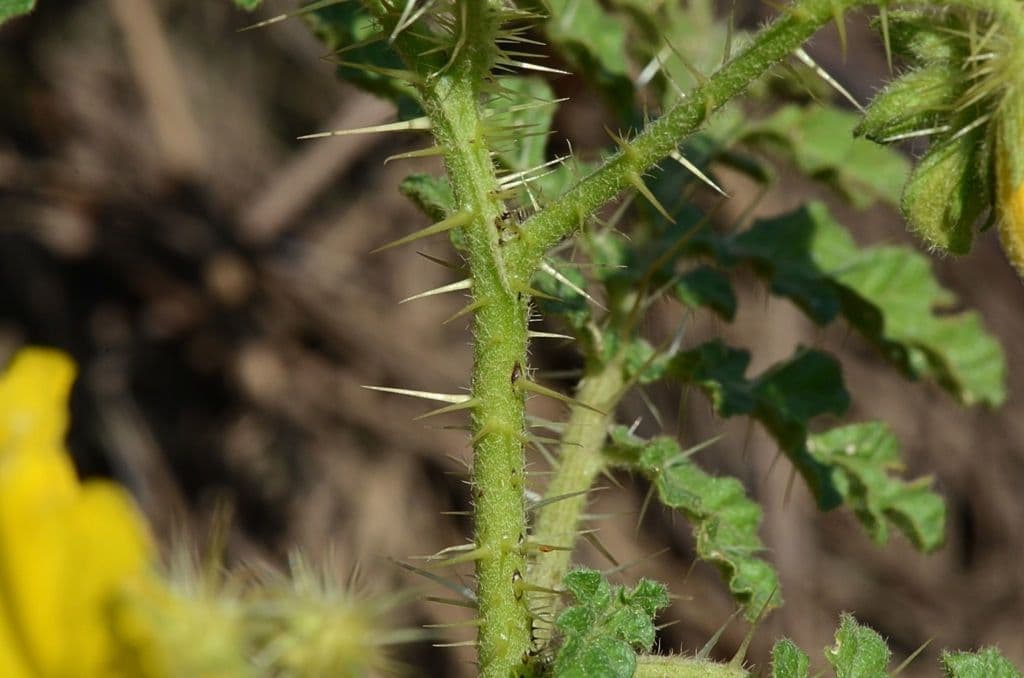 Solanum rostratum 17