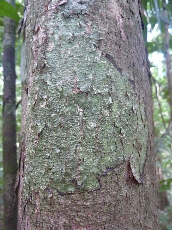 Dialium guianense 16