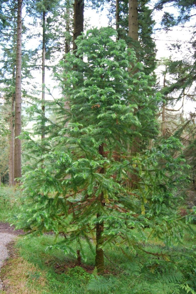Rododendron 10