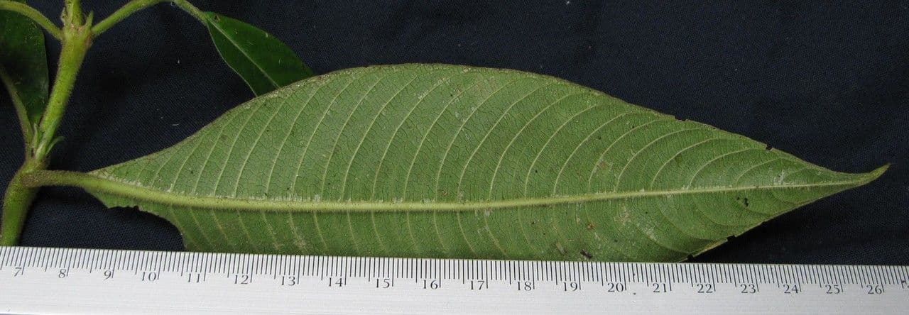 Palicourea 10