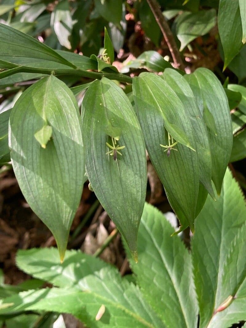 Ruscus hypoglossum 6