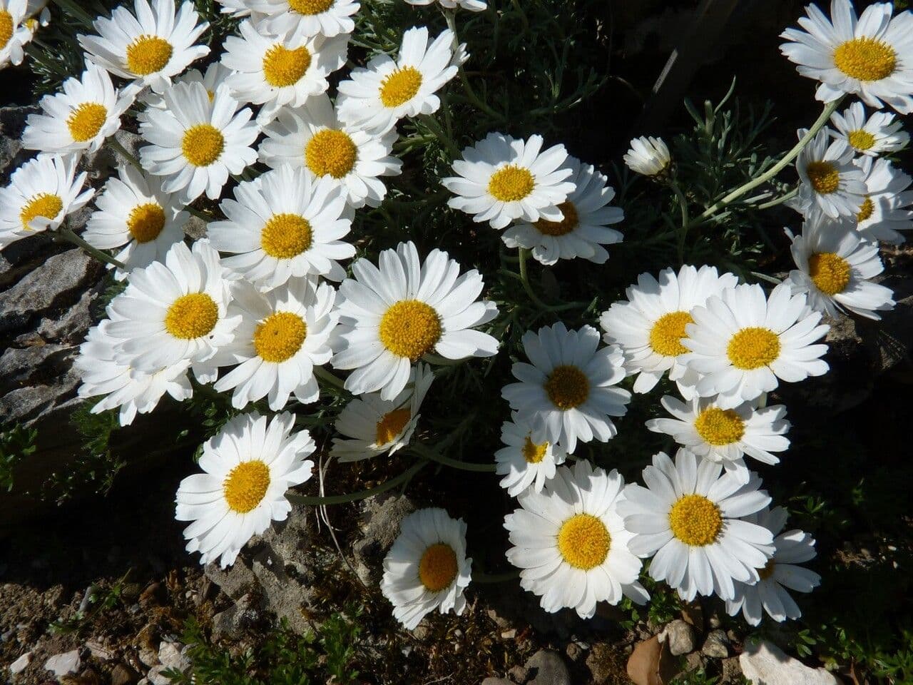 Rhodanthemum