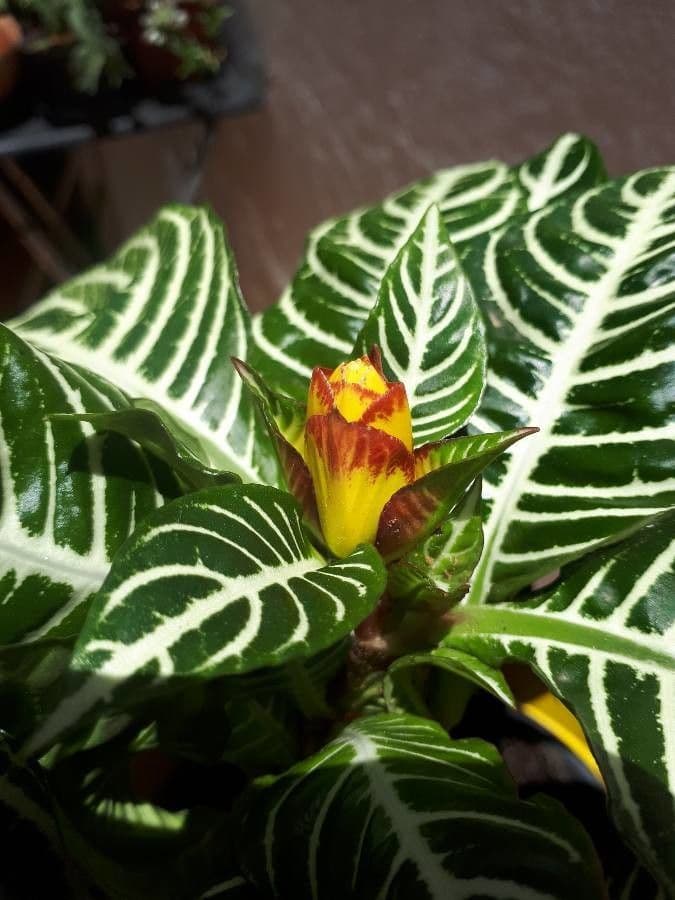 Aphelandra 2