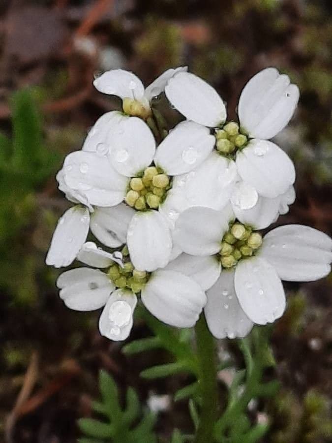 Achillea atrata 2