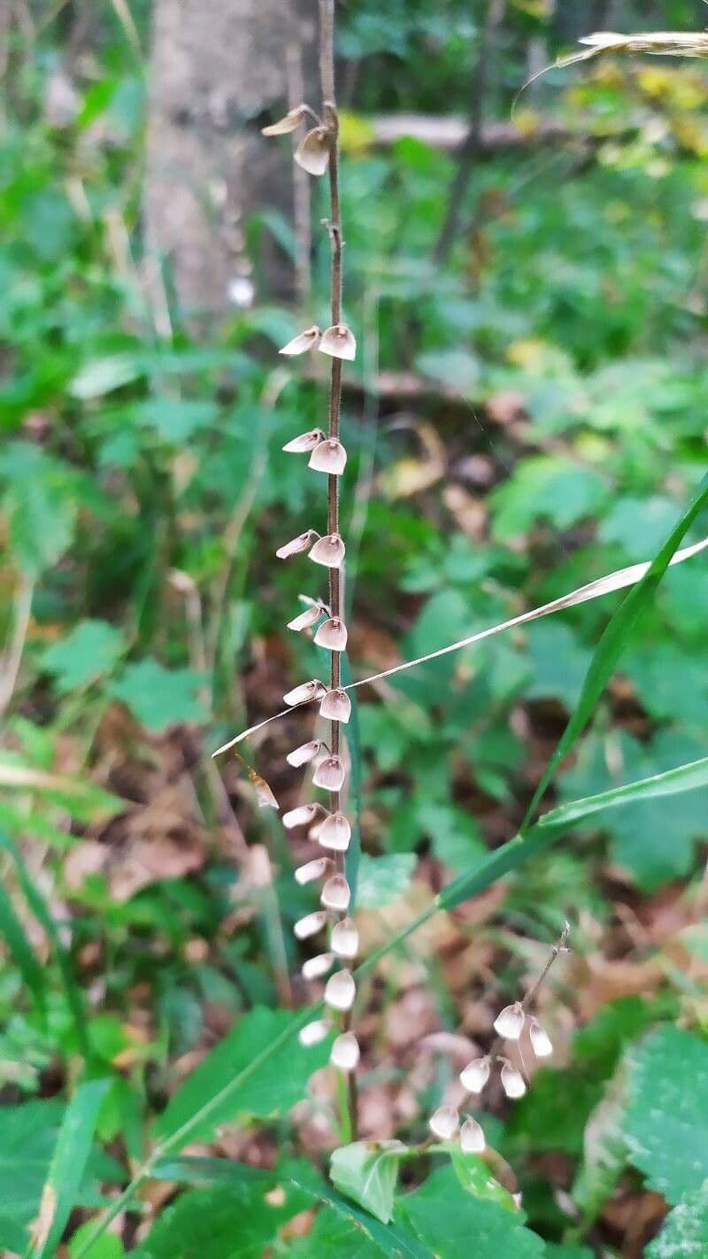 Tarczyca Columny 3