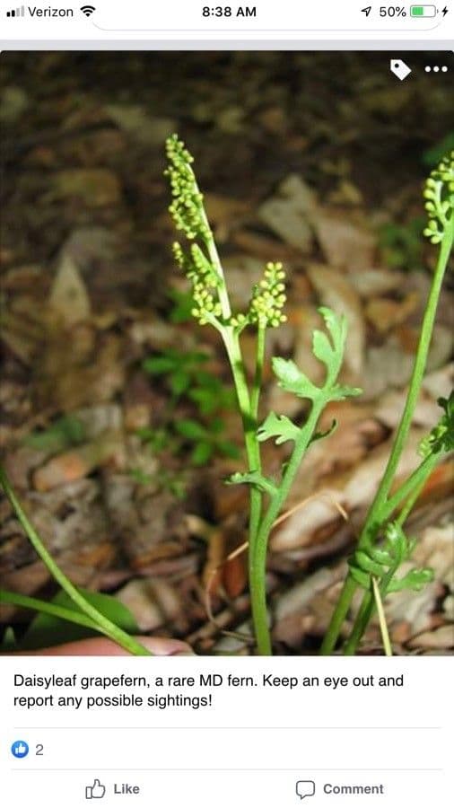 Botrychium 10