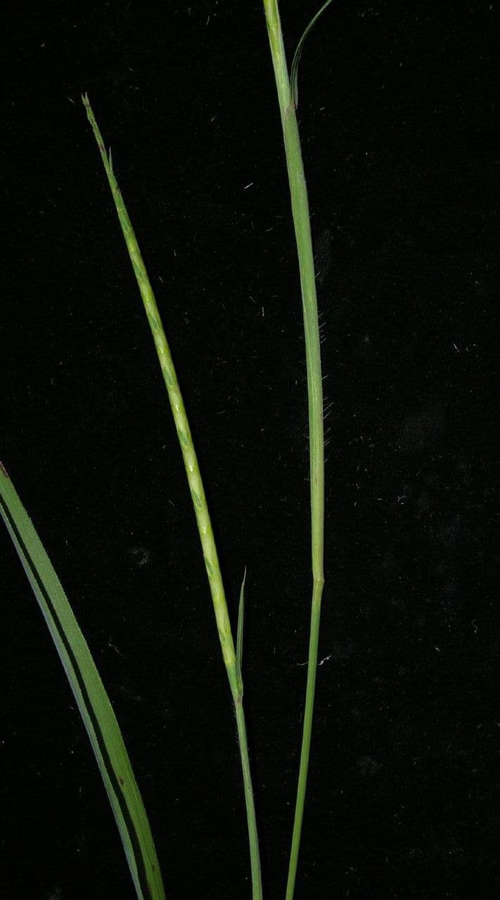 Rottboellia 19
