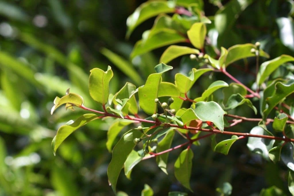 Archirhodomyrtus 3