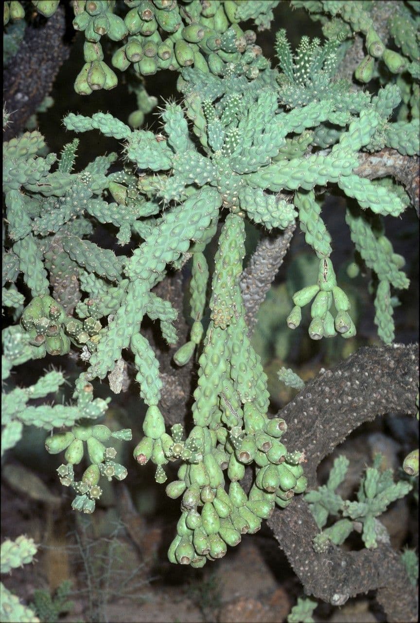 Feuer-Cholla