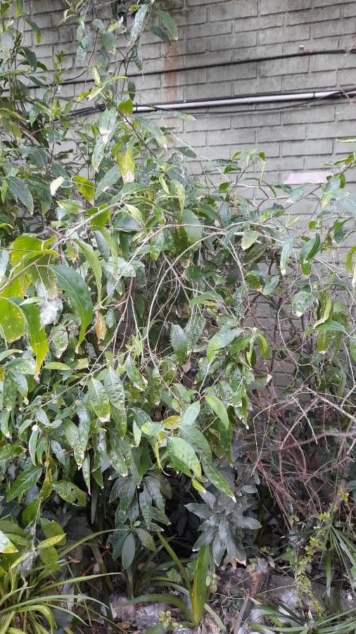 Diospyros 6