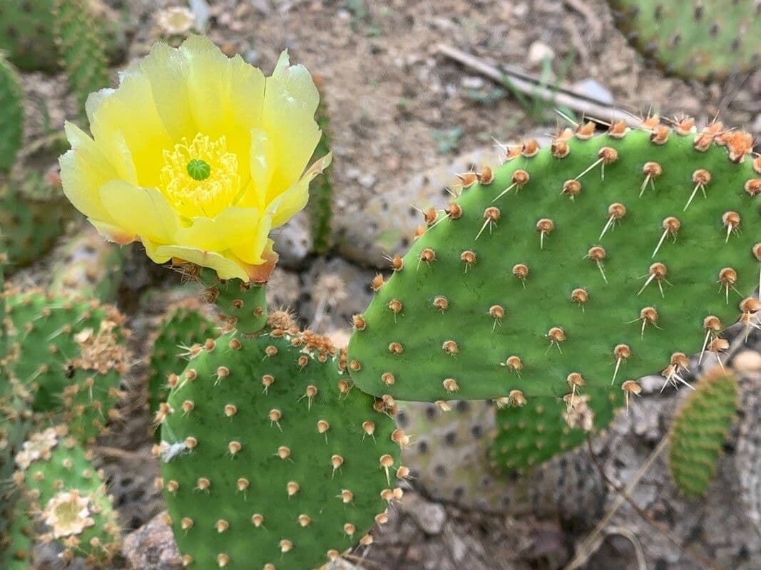 Opuntia leucotricha 7