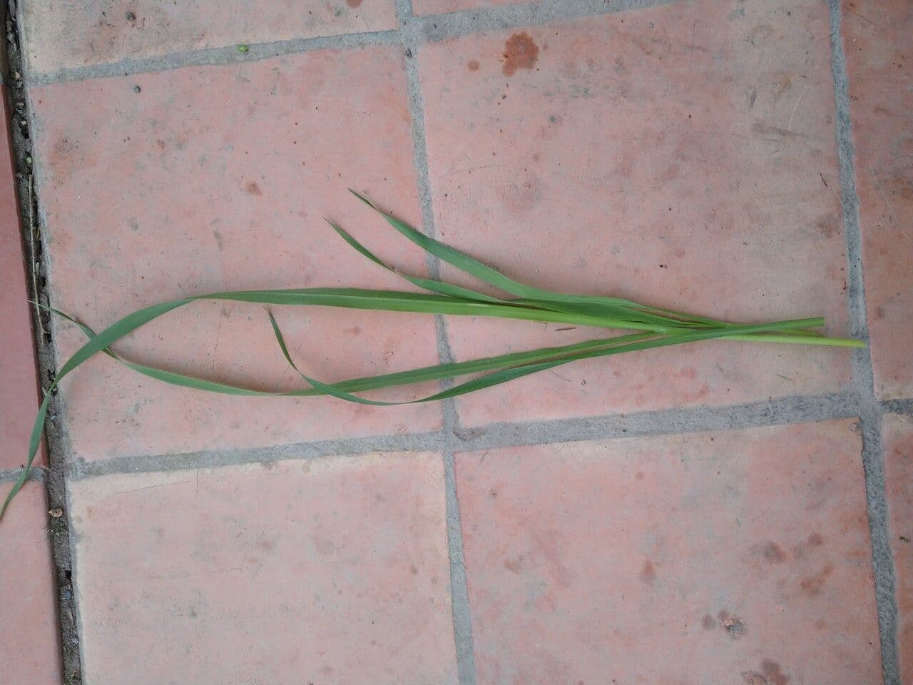 Cebadilla 13