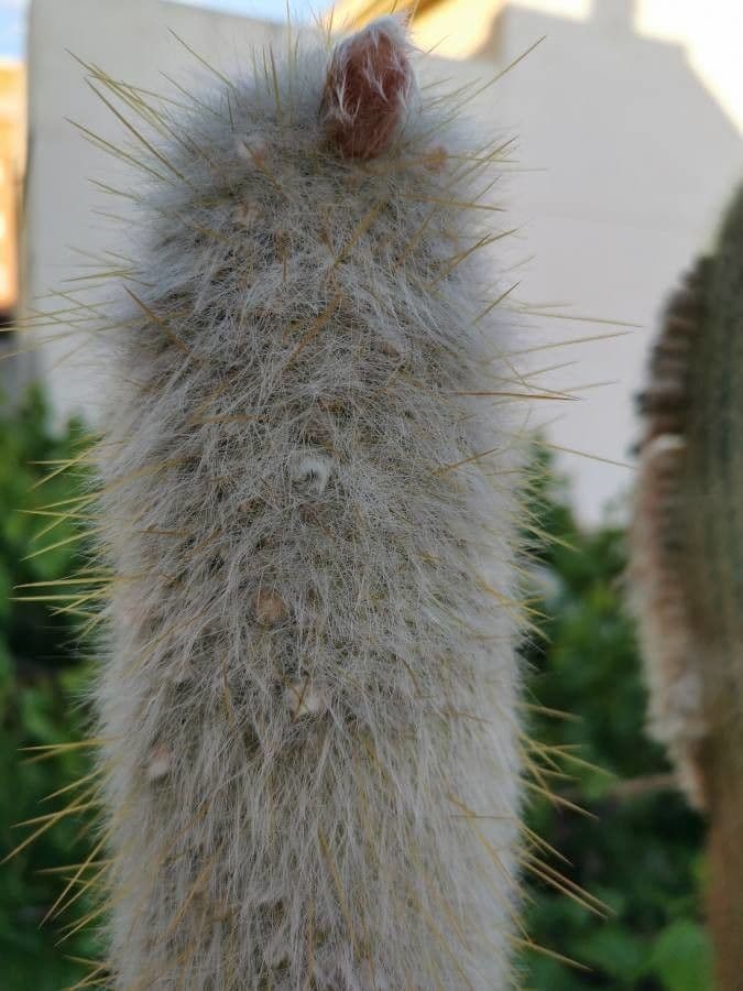 Espostoa lanata 9
