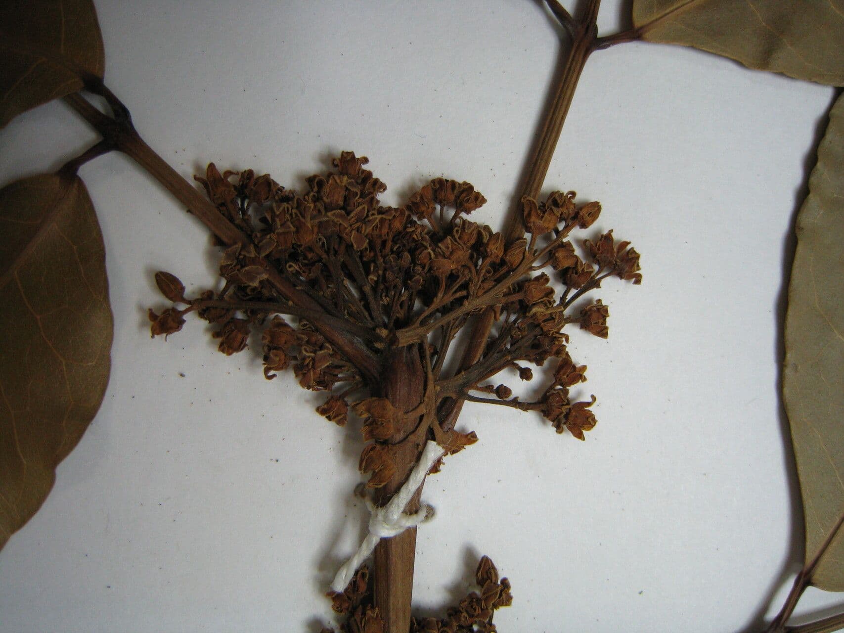 Protium heptaphyllum 22