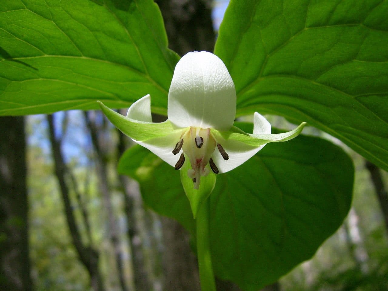 Trillium pochylone 7