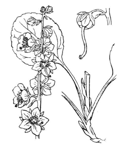 Round-leaf wintergreen 25