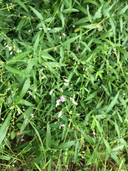 Desmodium paniculatum 13