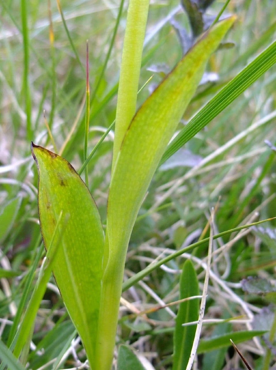 Weißzüngel 18