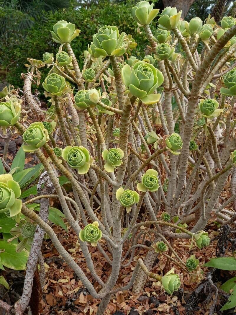 Aeonium 6