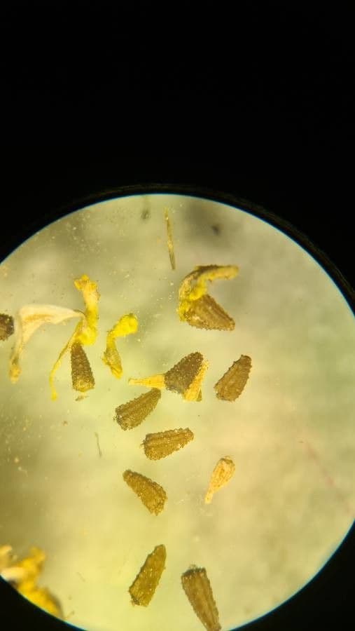 Camomilla fetida