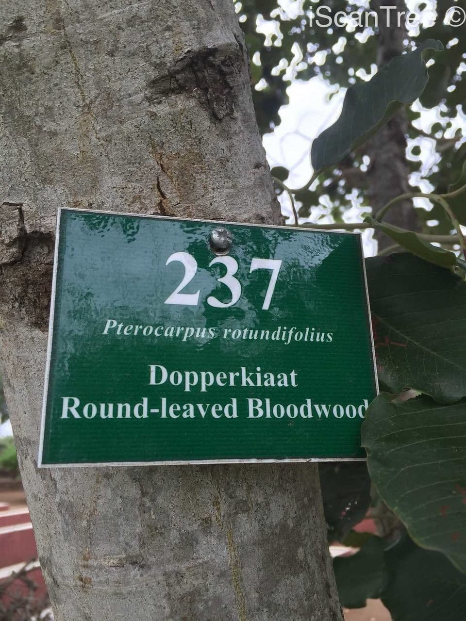 Hülsenbaum 20