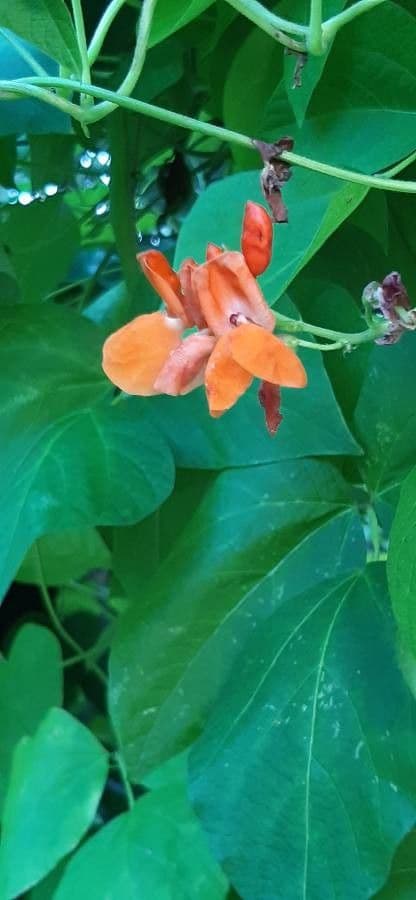 Runner bean 9
