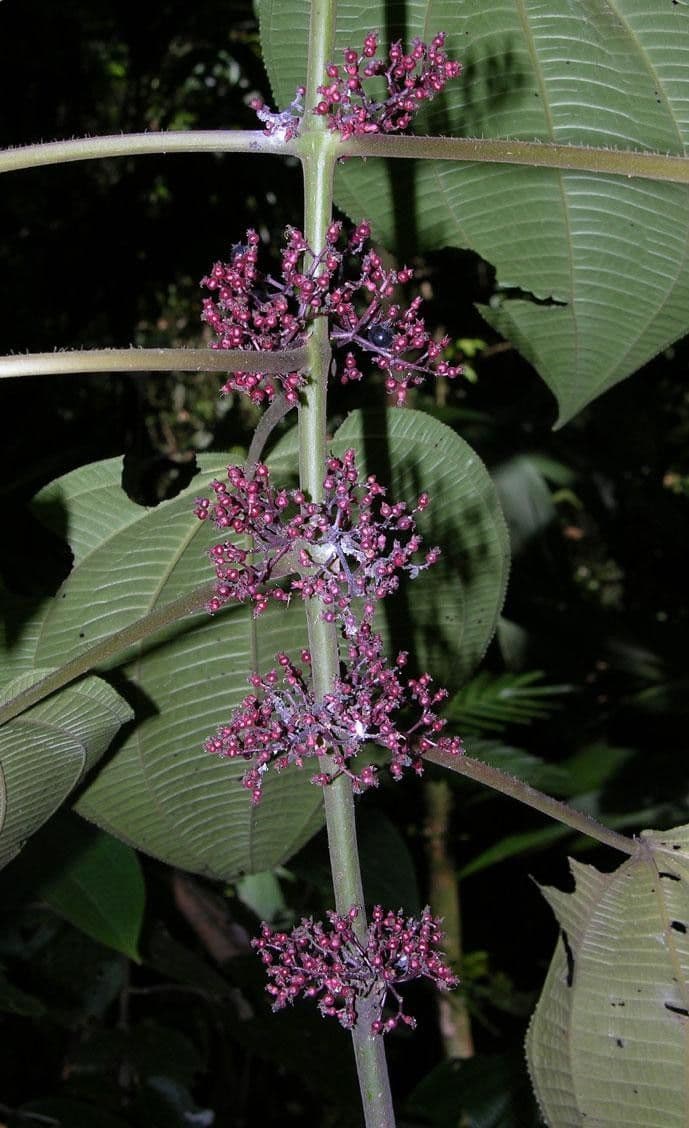 Miconia 19