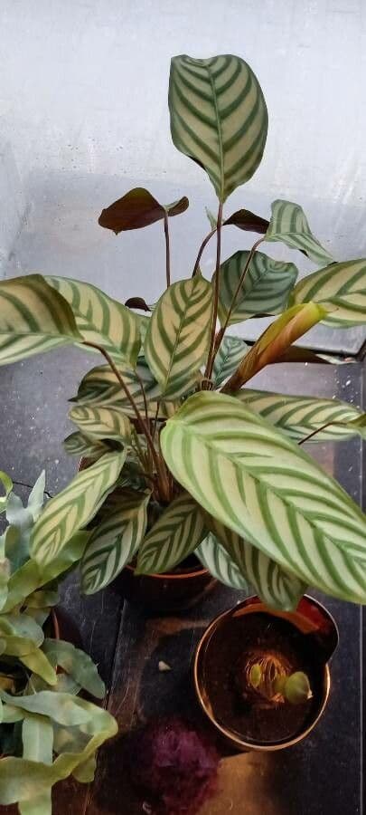 Ctenanthe setosa 8