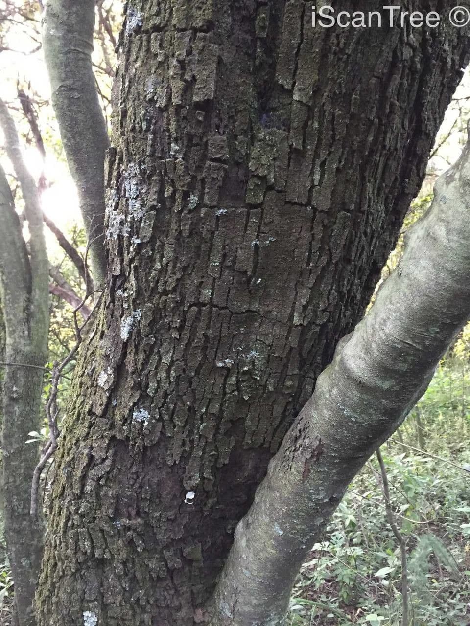Euclea crépu 18