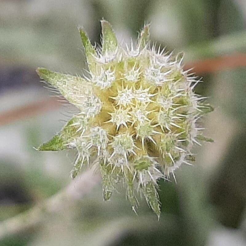 Knautia