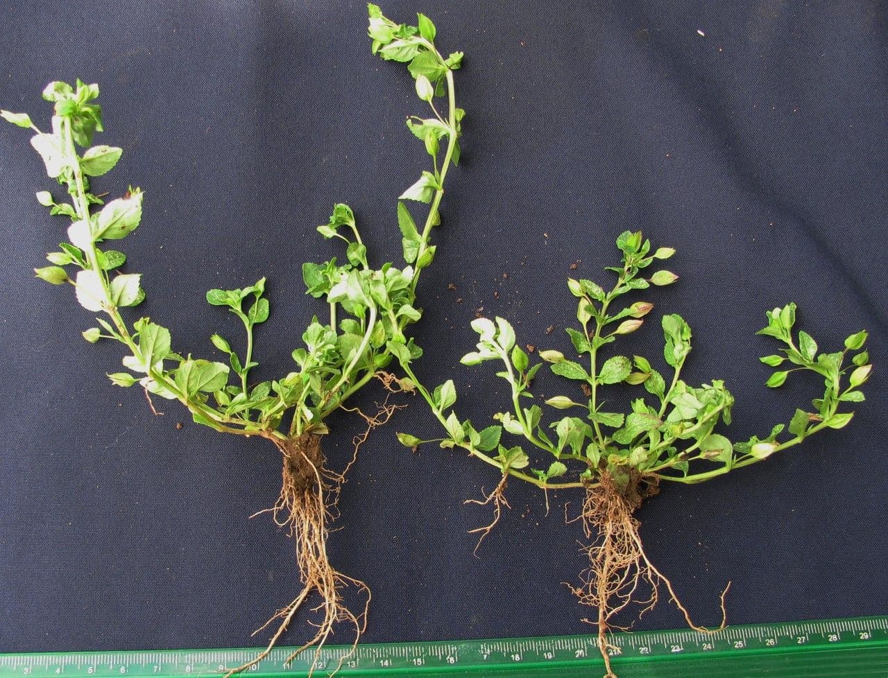 Mecardonia procumbens 19