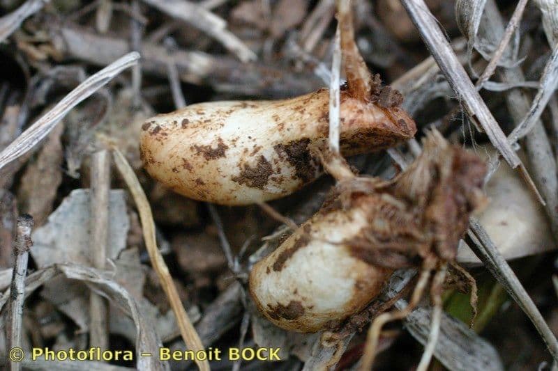 Iris tuberoso 24
