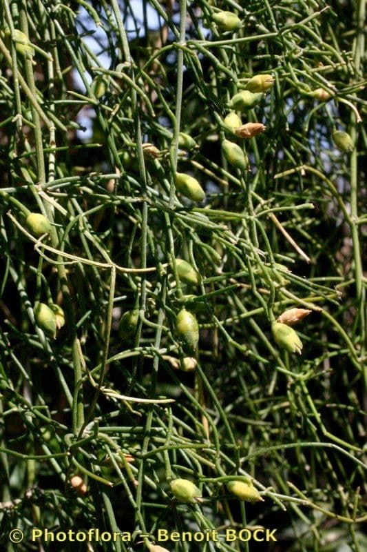 Efedra 3