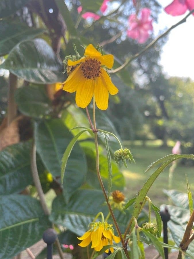 Coreopsis 5