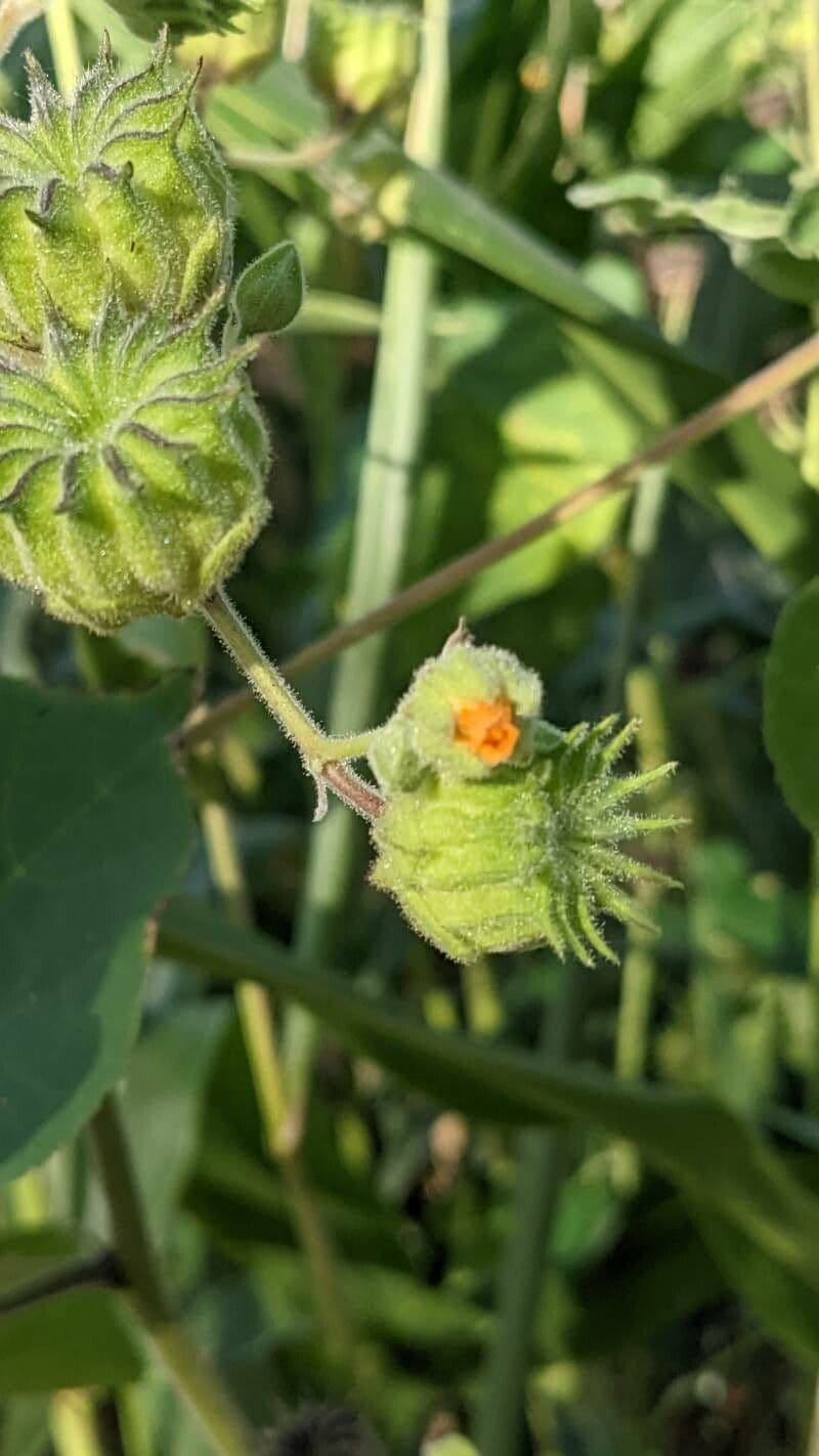 Abutilon di Teofrasto 27