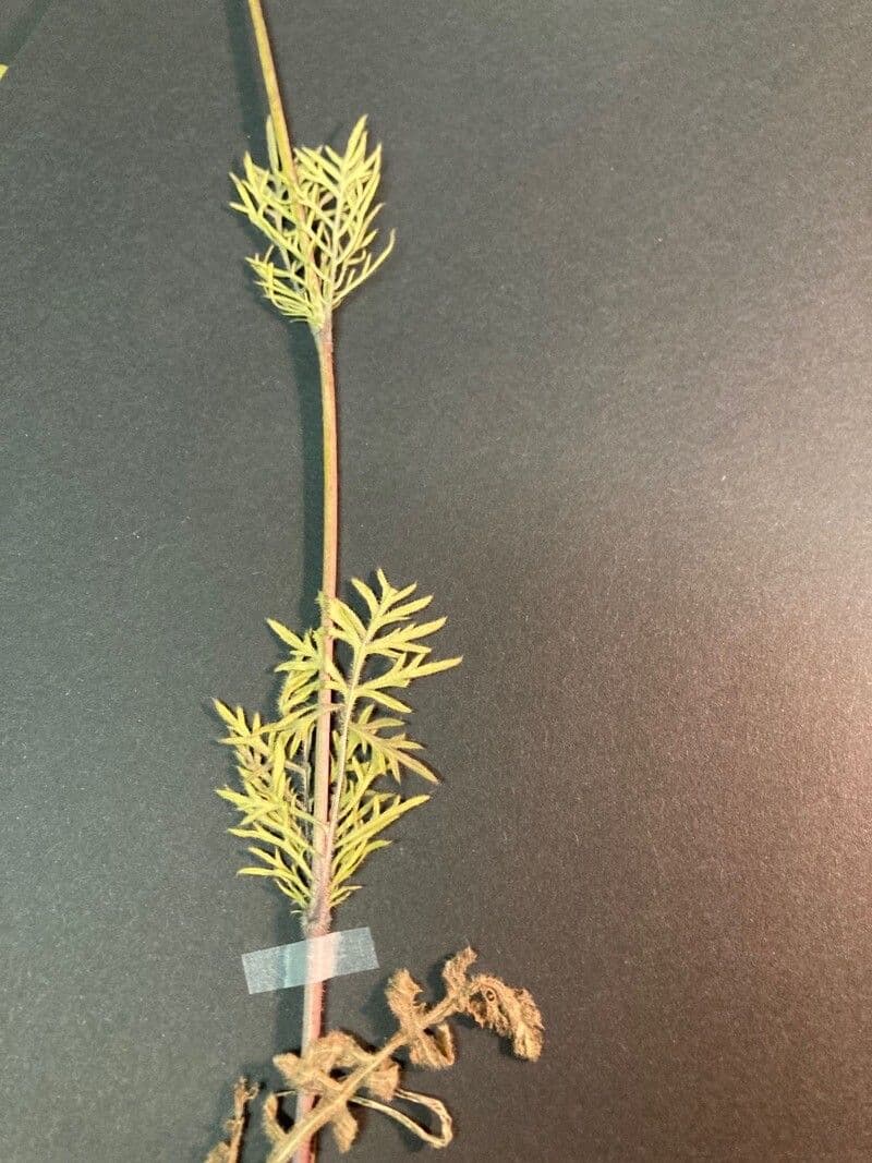 Scabiosa triandra 18