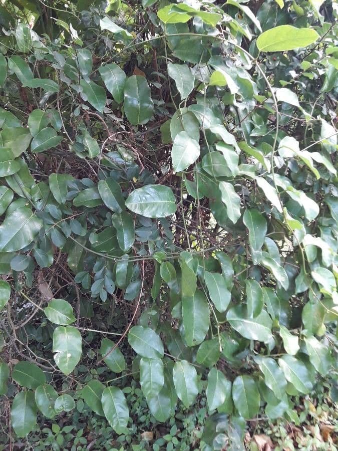 Passiflora laurifolia 11