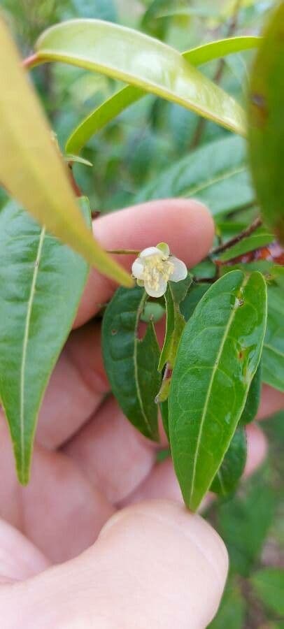 Eugenia 9