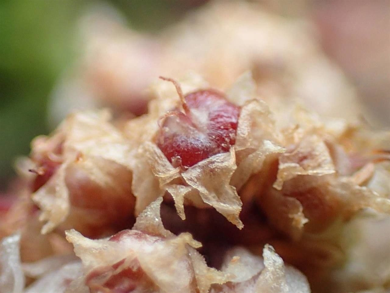Cuscuta del timo 5