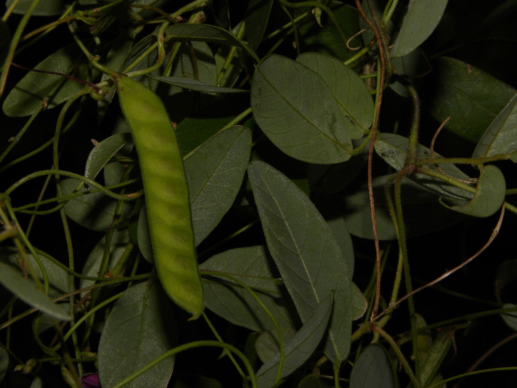 Galactia striata 10