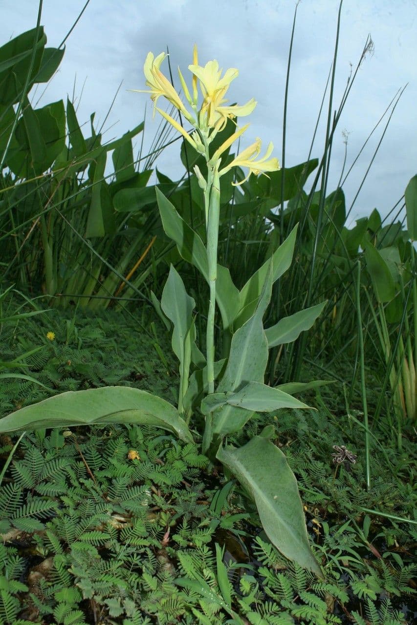Canna glauca 13