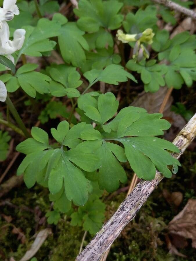 Kokorycz pusta 19