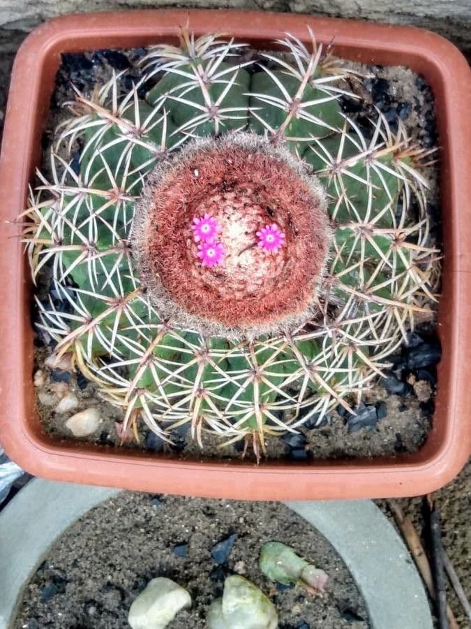 Melocactus 8