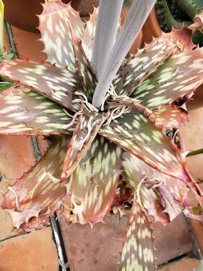 Aloe di Greathead 6