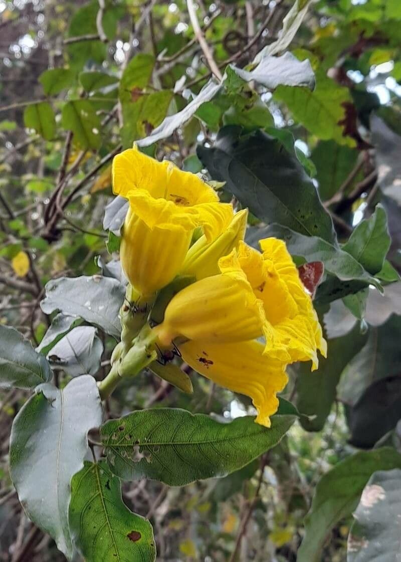 Adenocalymma