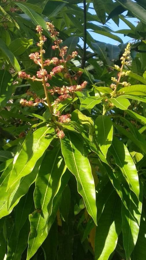 Mango 6