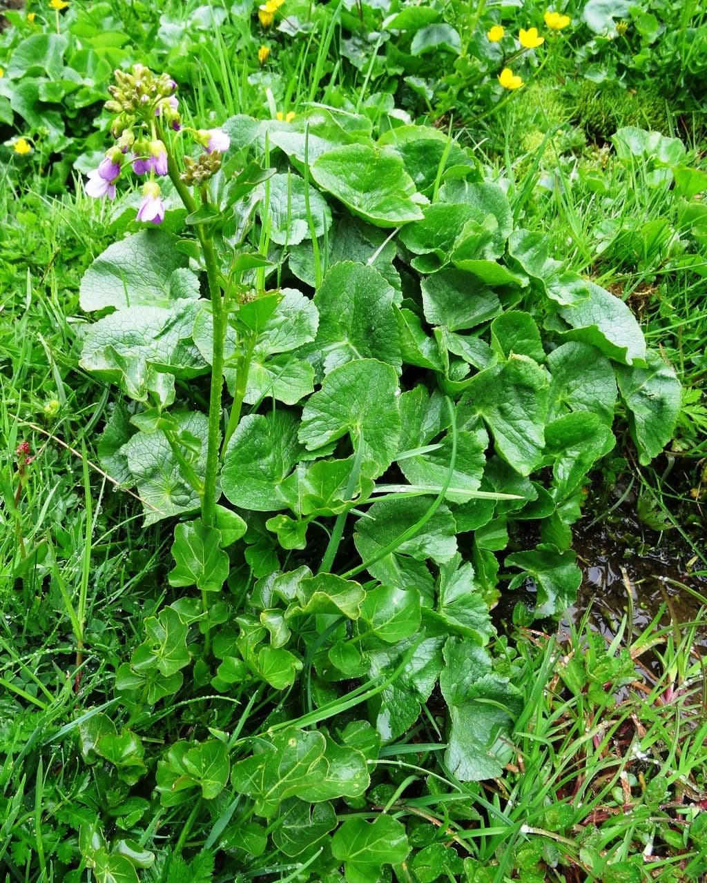 Cardamine raphanifolia 13