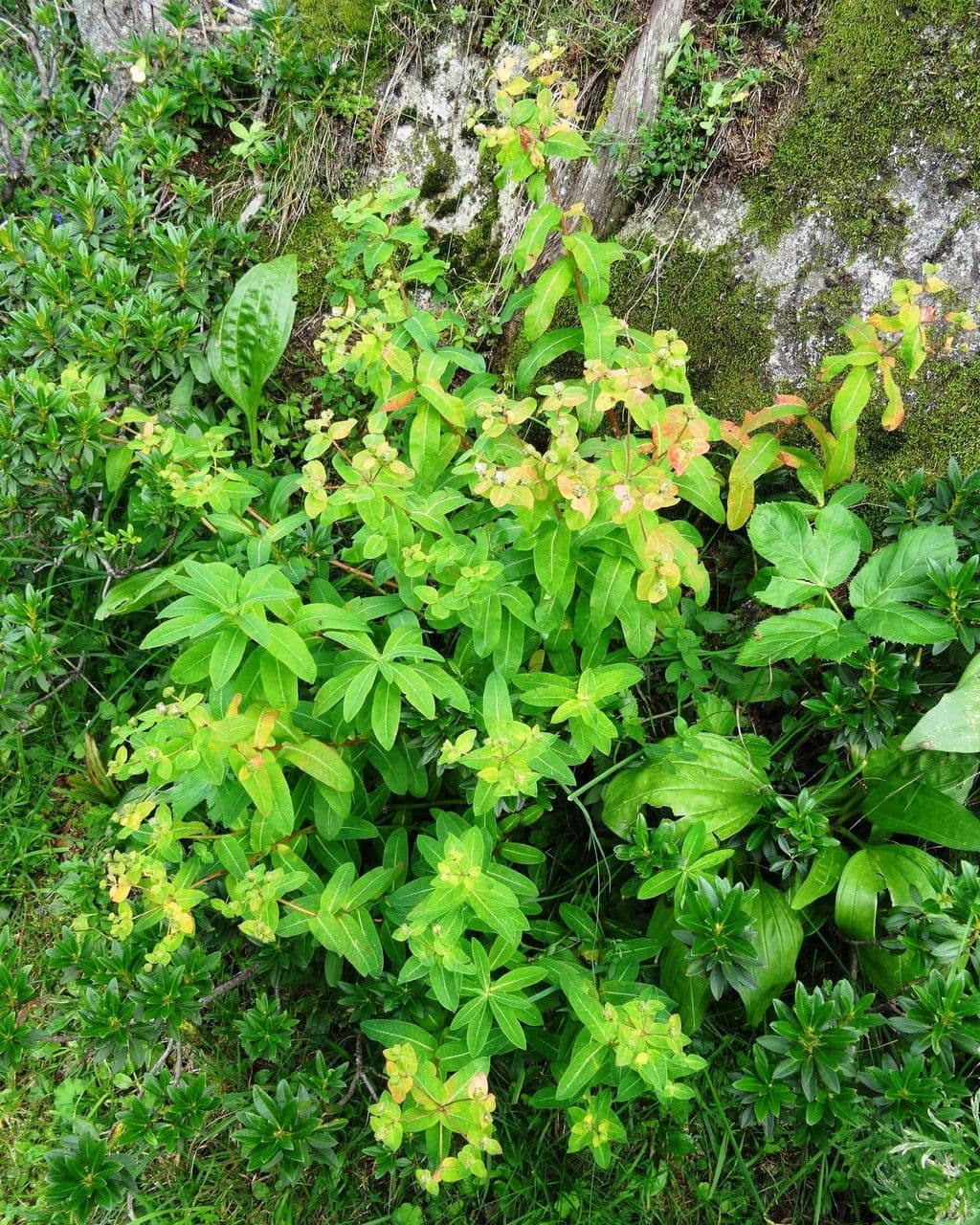 Irisches Wolfsmilch 12