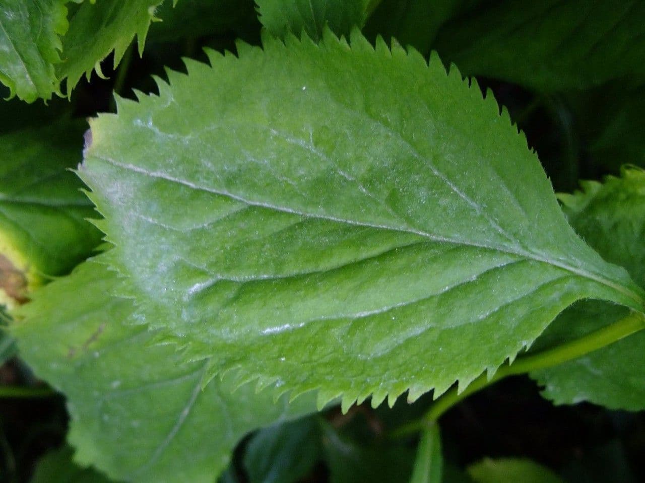 Solidago 7