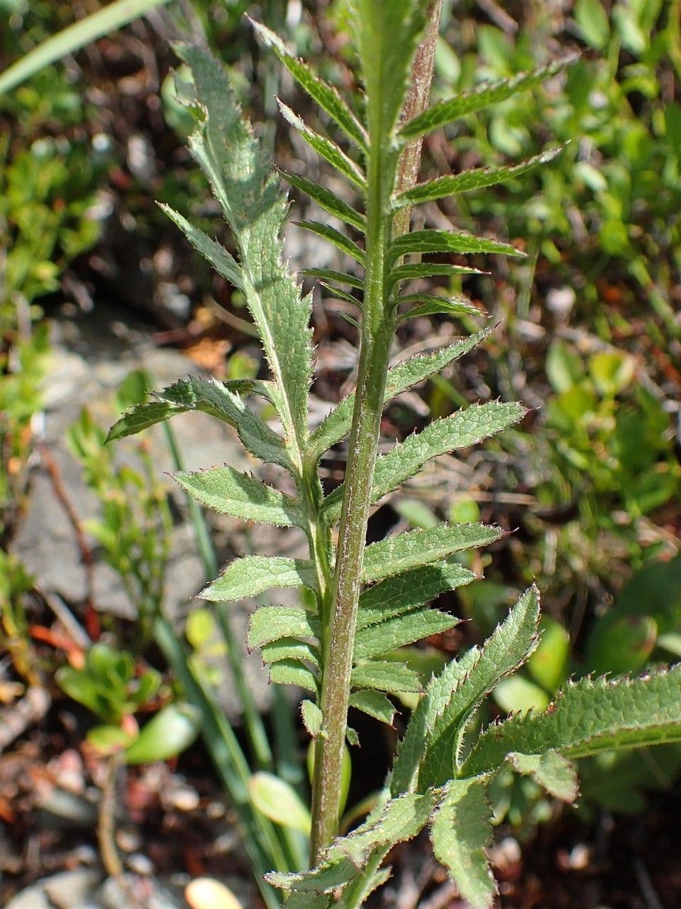 Serratula comune 23